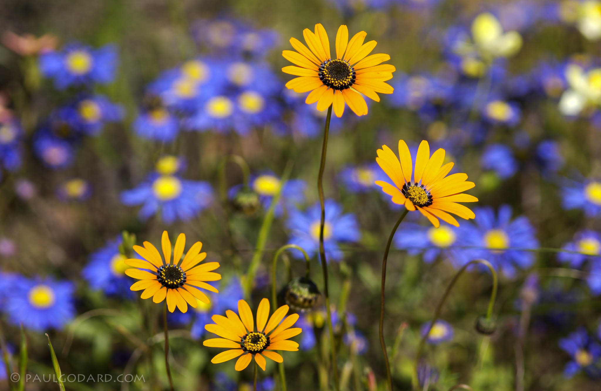 Brilliant yellow and blue African daisies by Paul Godard CC By-NC-ND.20