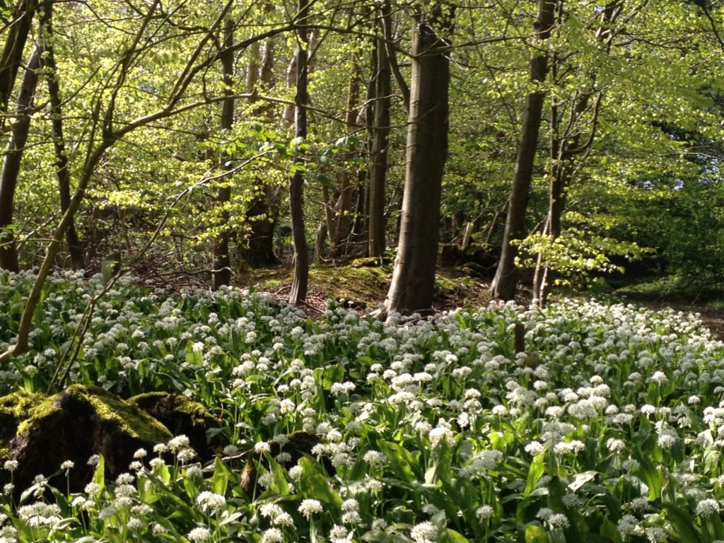 Beech wood bursting into life with wild garlic