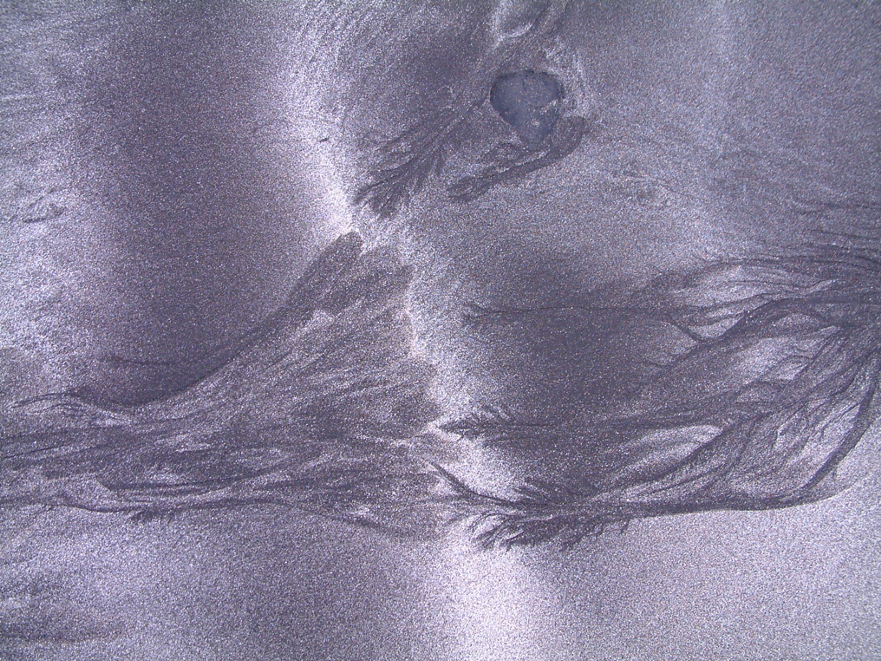 Traces of seaweed left by the tide