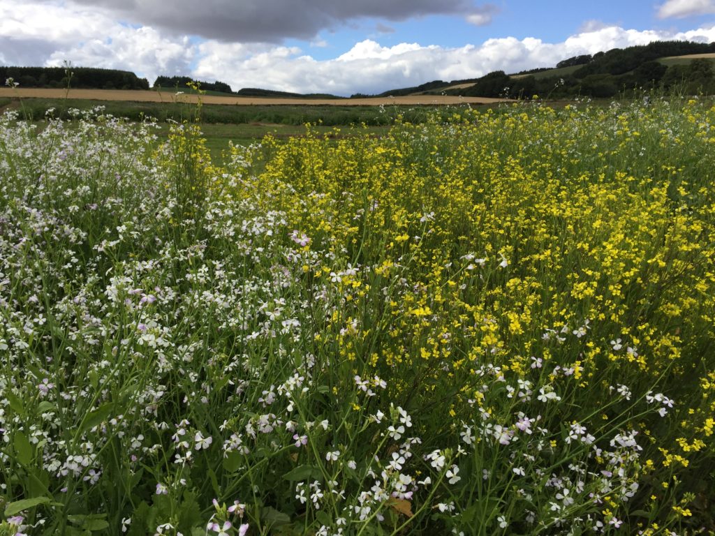 Wild flowers, agricultural crops and woodland trees illustrating a healthy natural balance of plants on Scottish farmland: image by Fay Young