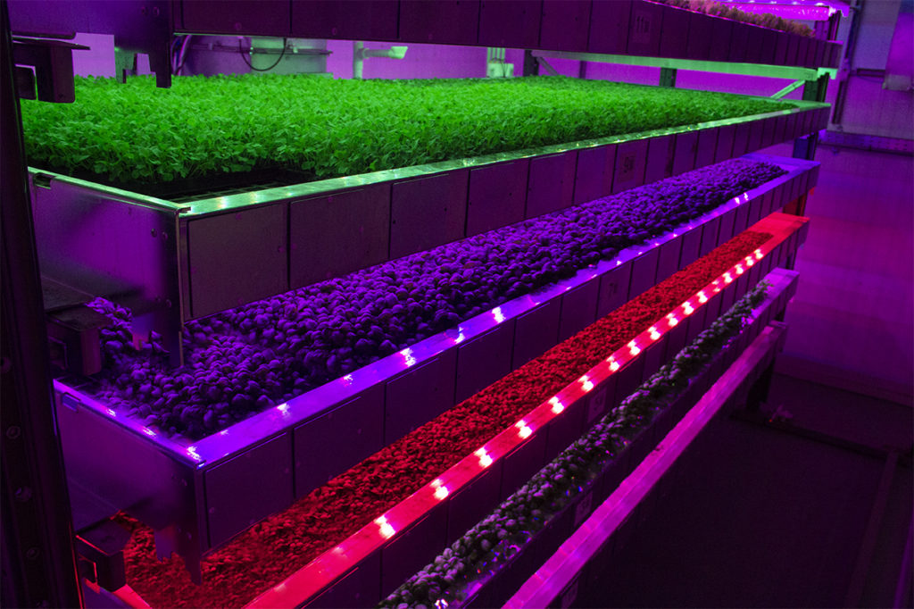 rows of tiny plants under bright colours of LED lighting: image Intellgent Growth Solutions