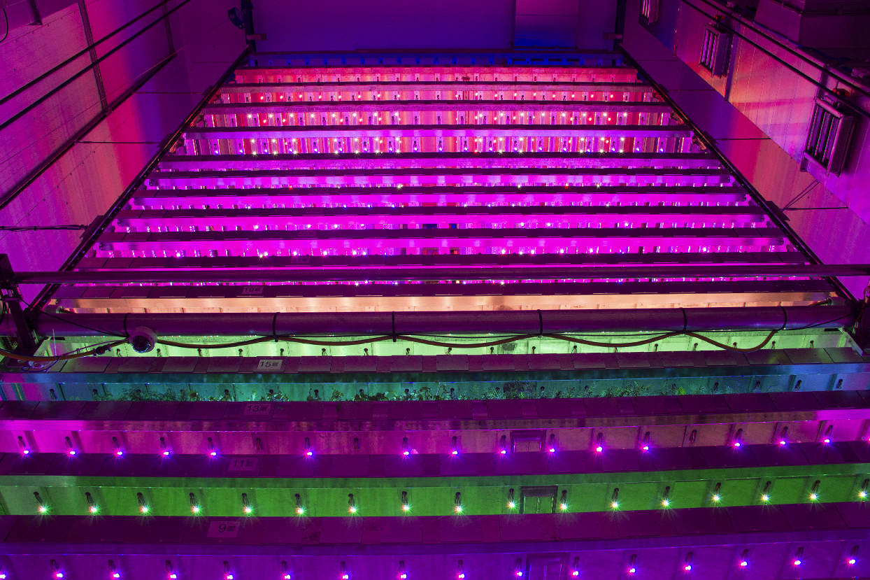 Looking upwards, a view of the stacked plants growing inside Scotland's first vertical farm