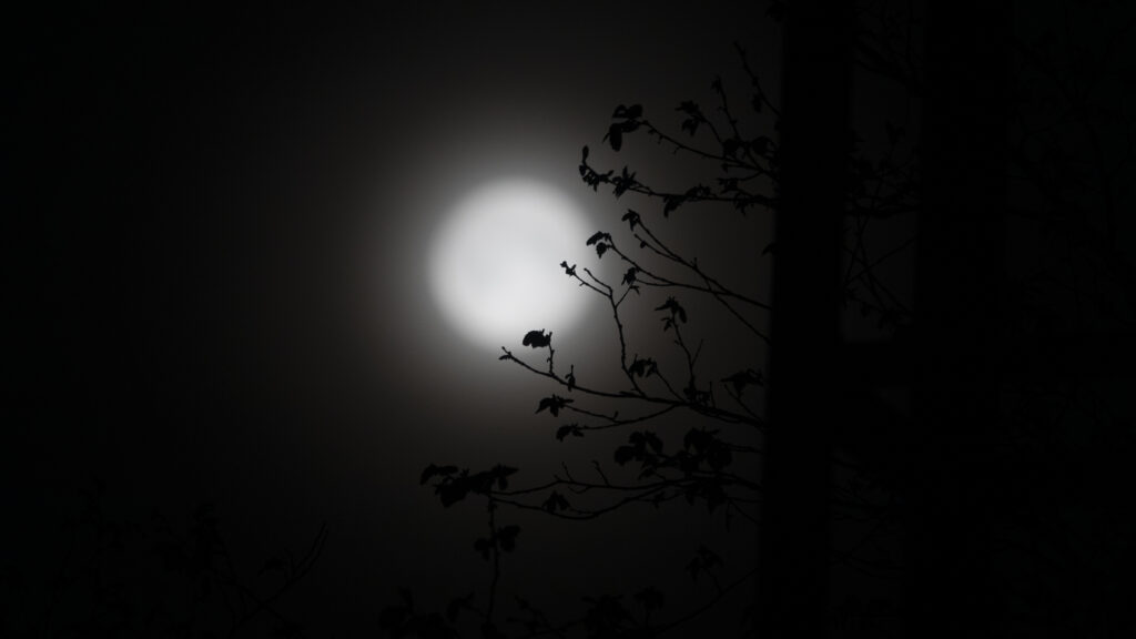 The Moon, framed by trees, picture Tommy Perman