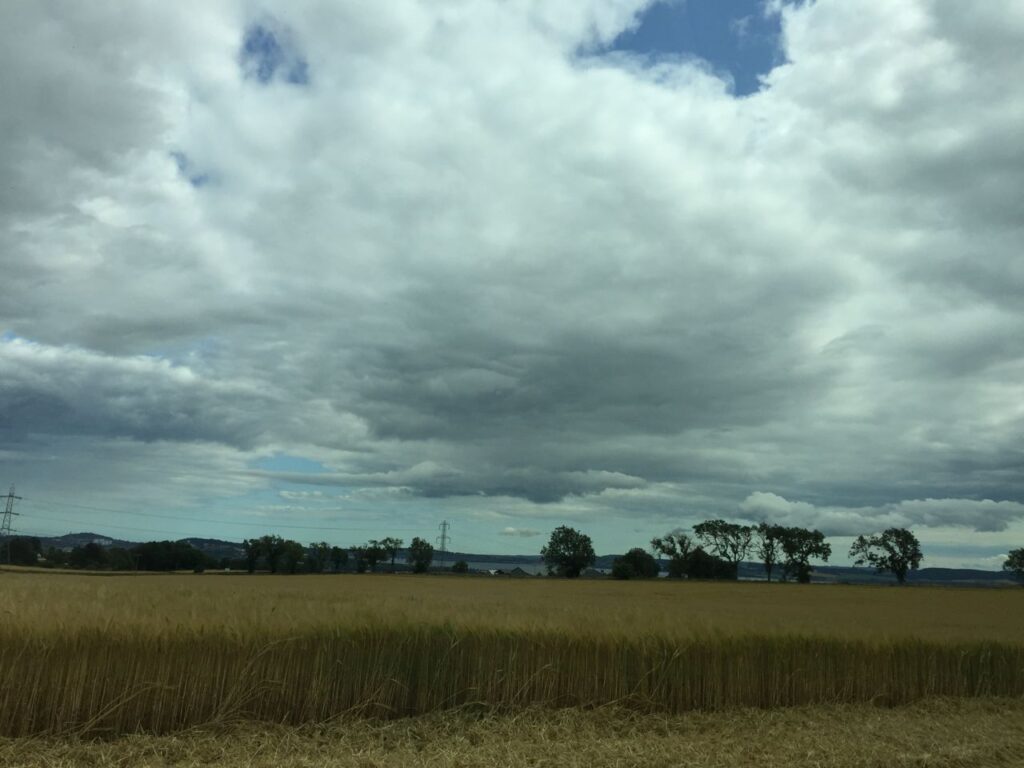 Corn fields under a big sky