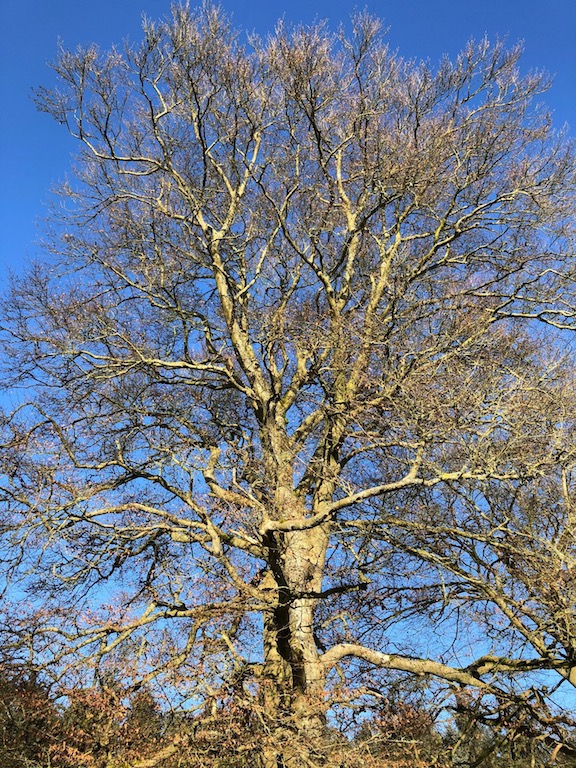 Winter beauty of a bare branch treet: Fay Young