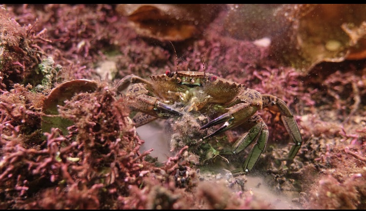 A velvet swimming crab: