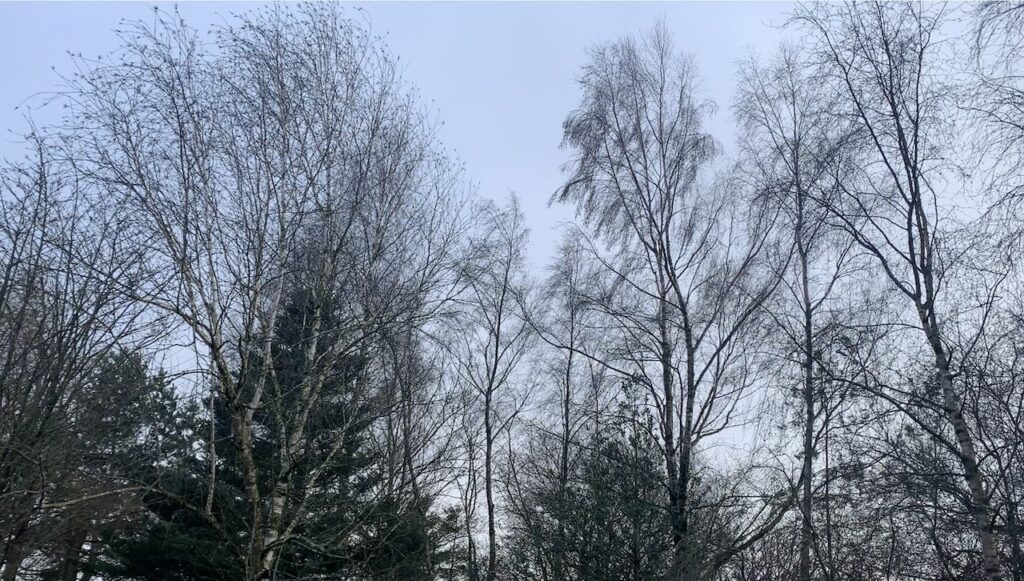 A silhouette of trees tossing in gale force winds: picture Fay Young