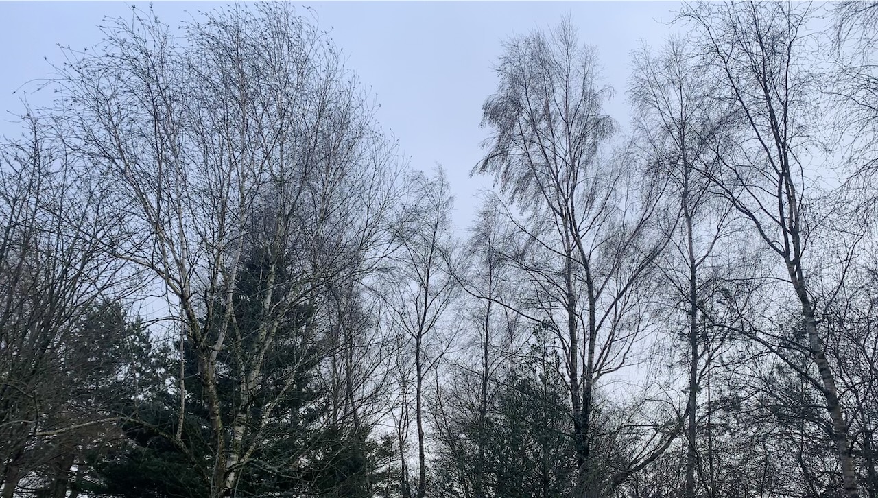 A silhouette of trees tossing in gale force winds: picture Fay Young
