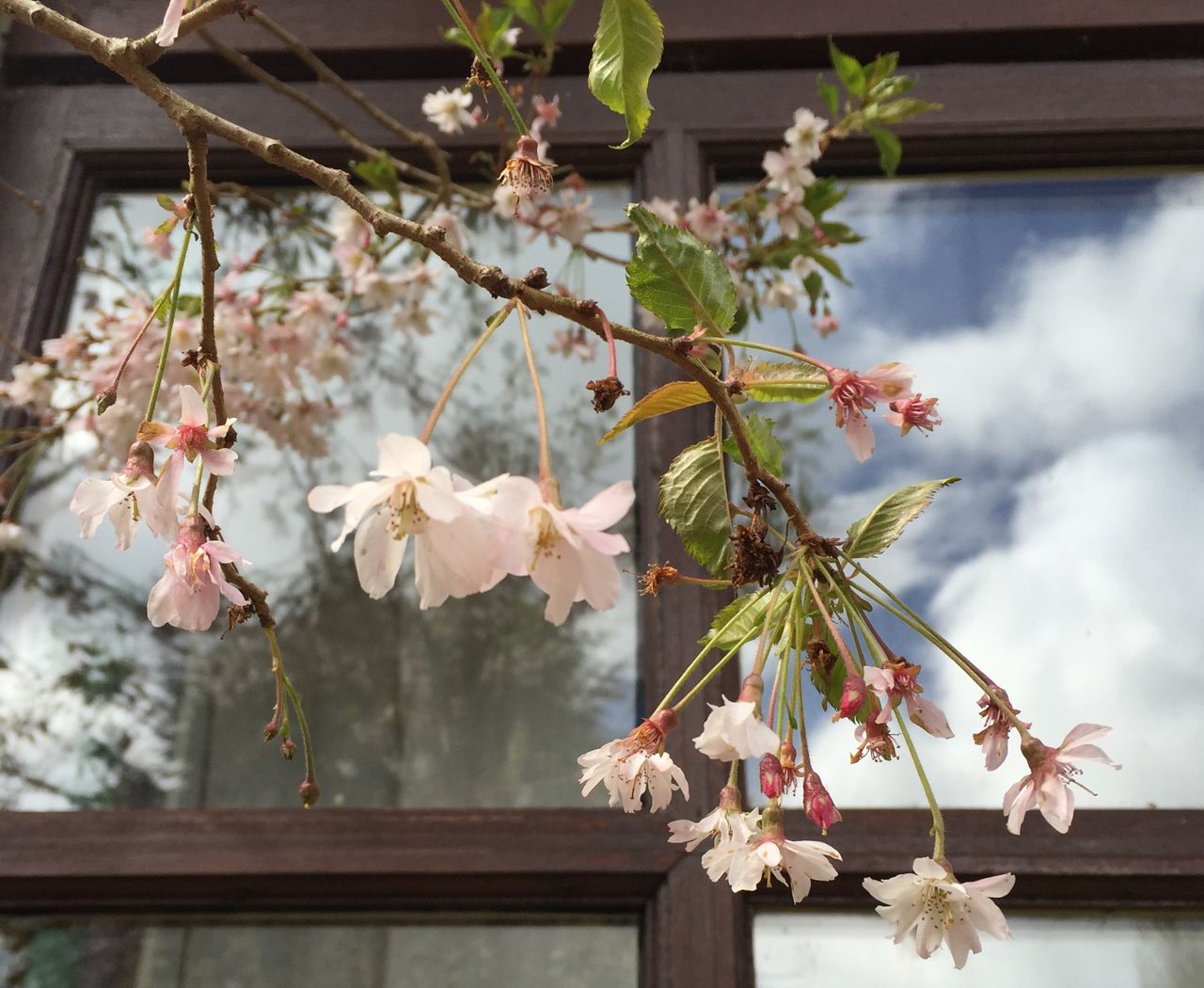 A cherry tree branch against a window pane reflecting blue sky