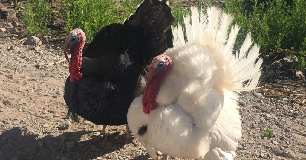 Turkeys, one black one white, with tails fanned out