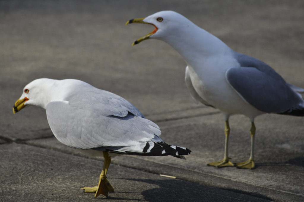 Two seagulls, male and female? Image by Justin Phillips CC by 2.0