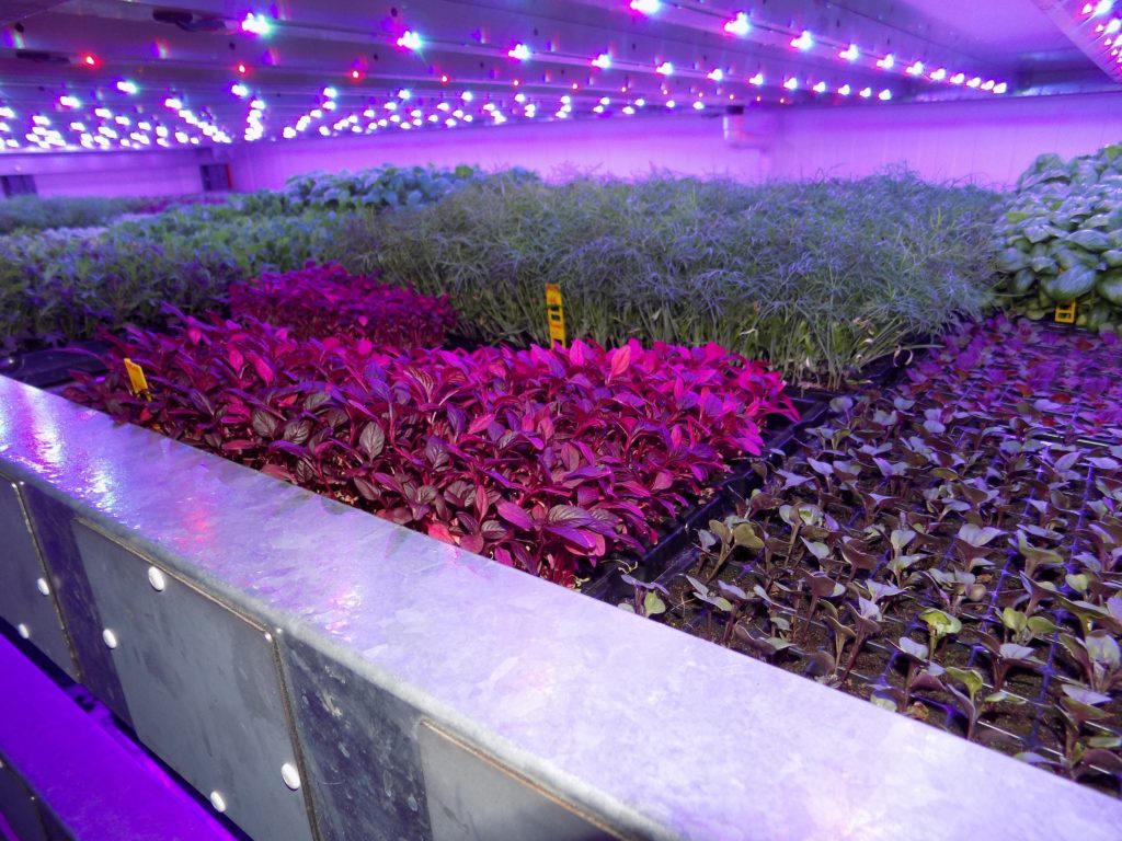 Crops growing under artificial light at the vertical farm near Dundee