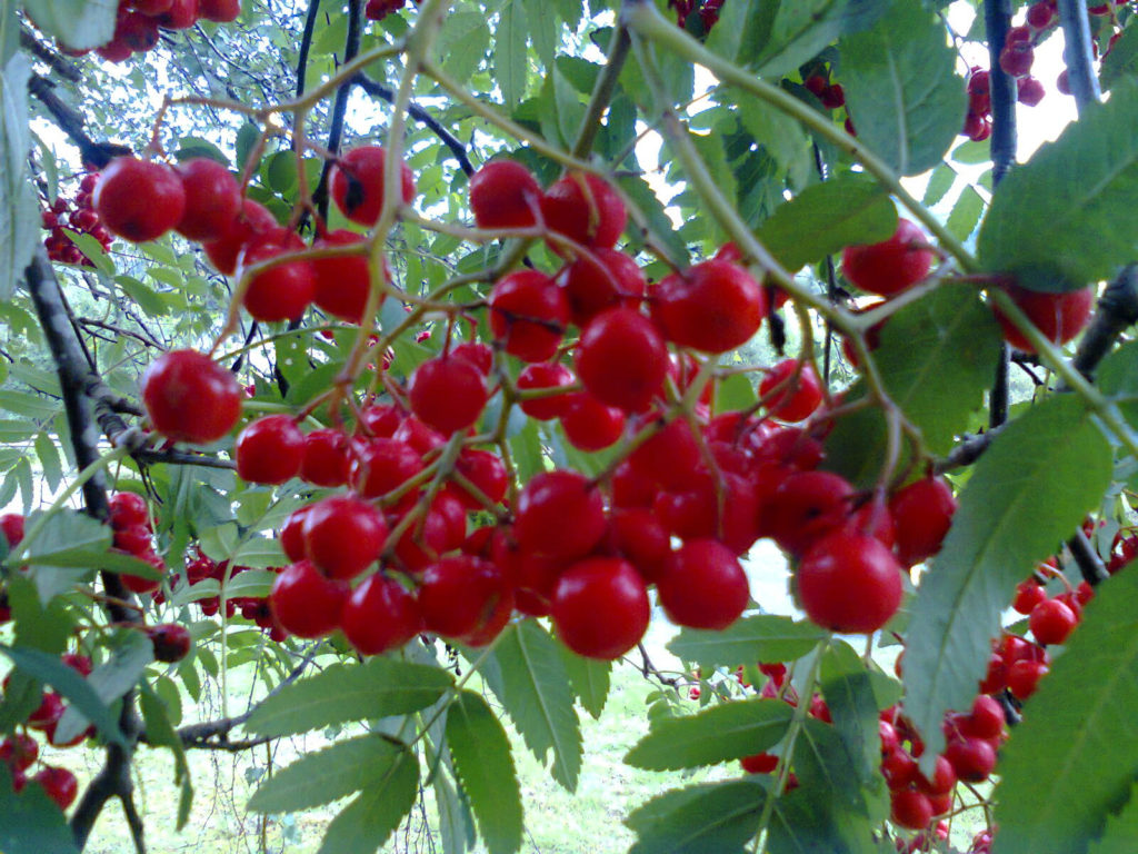 Brilliant red rowan berries, a symbol for Scottish grassroots activism? Picture by Molly Bones CC By-NC-ND 2.0