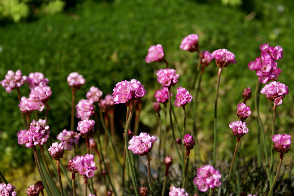 A drift of sea pinks or 'Thrift' image Jacki-Dee CC BY-NC-ND 2.0
