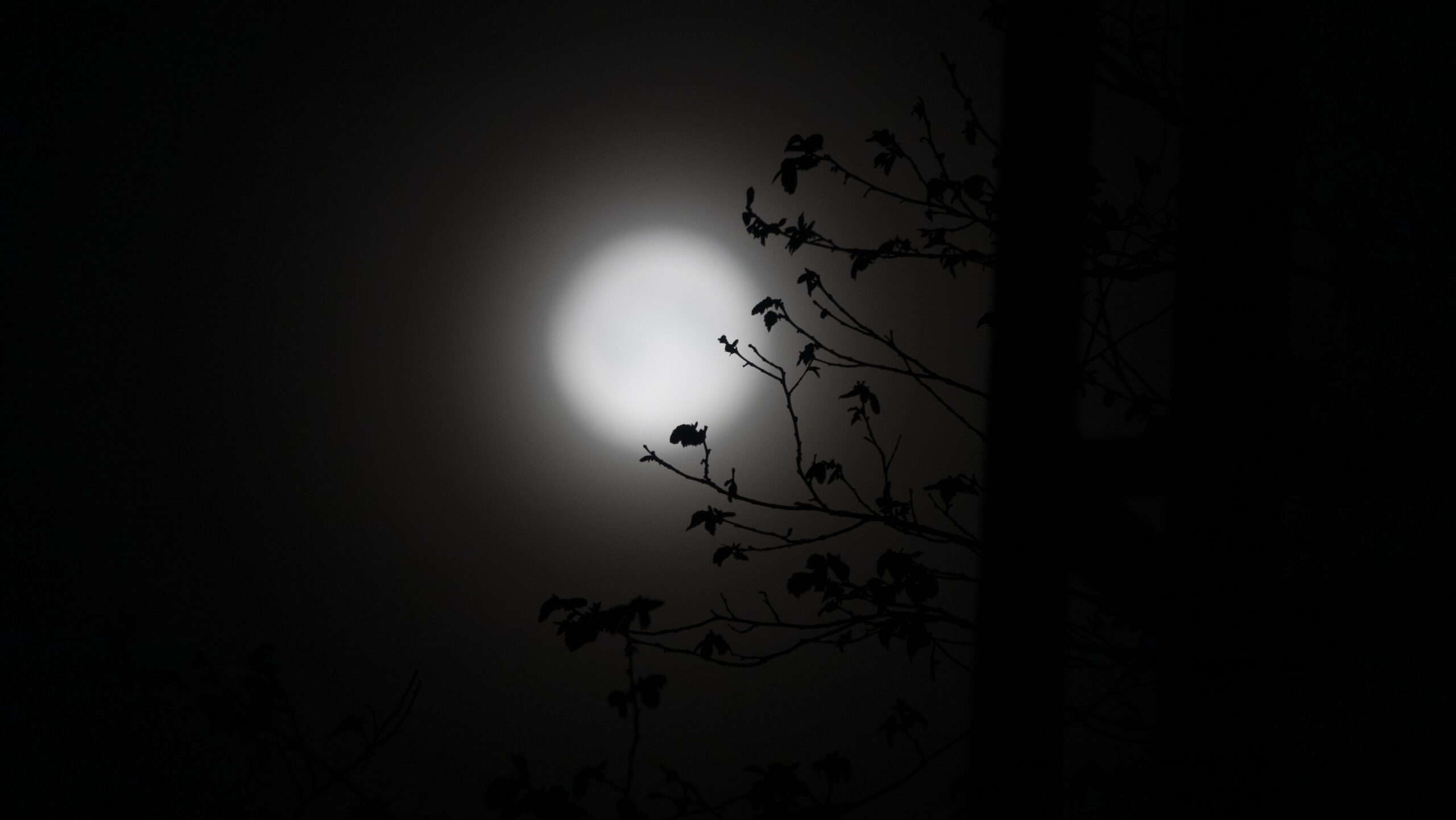 The Moon, framed by trees, picture Tommy Perman