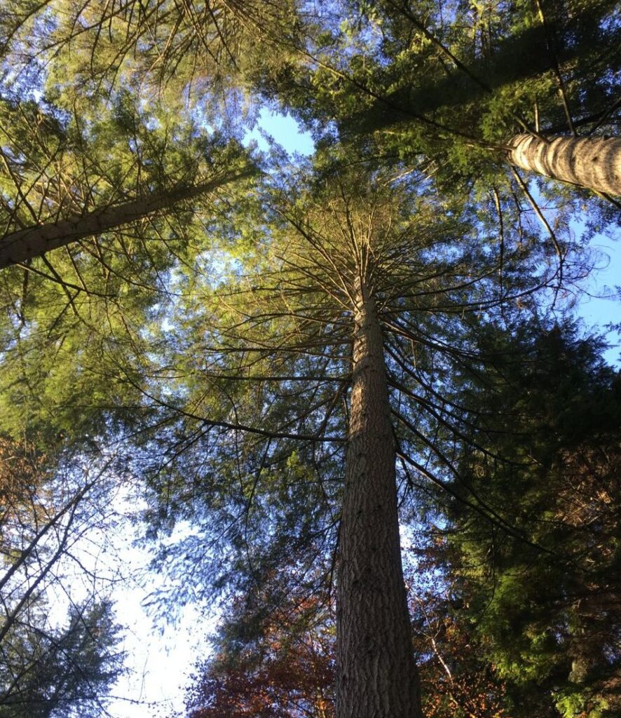 Looking up into a canopy of old conifers at The Hermitage in Perthshire