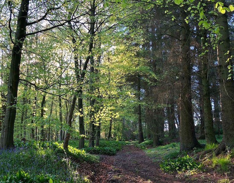 Dawn filtering through woodland
