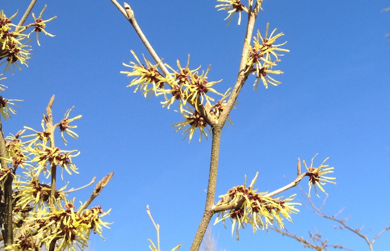 Winter-flowering spikes of Witch Hasel, yellow against a blue sky: photo Fay Young