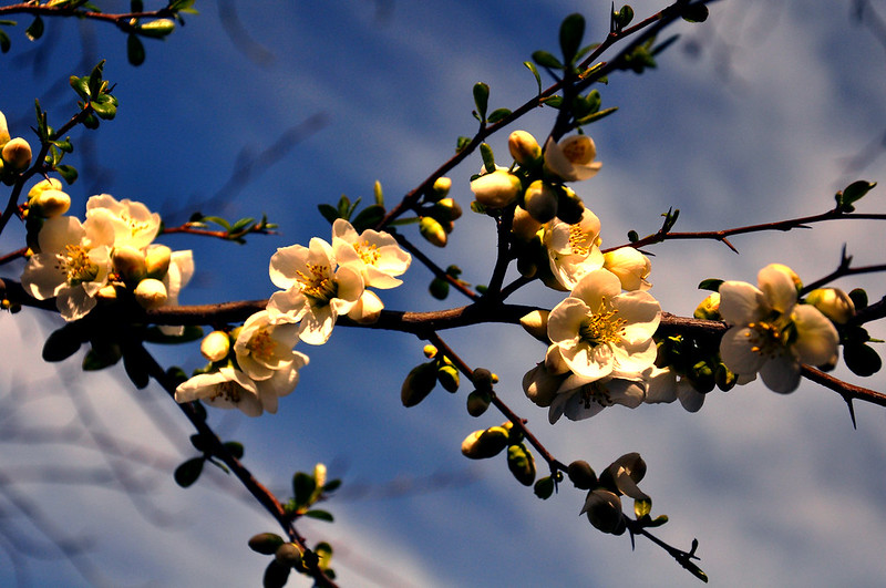 Apricot Blossom: image Simon Williams CC BY-NC-ND 2.0