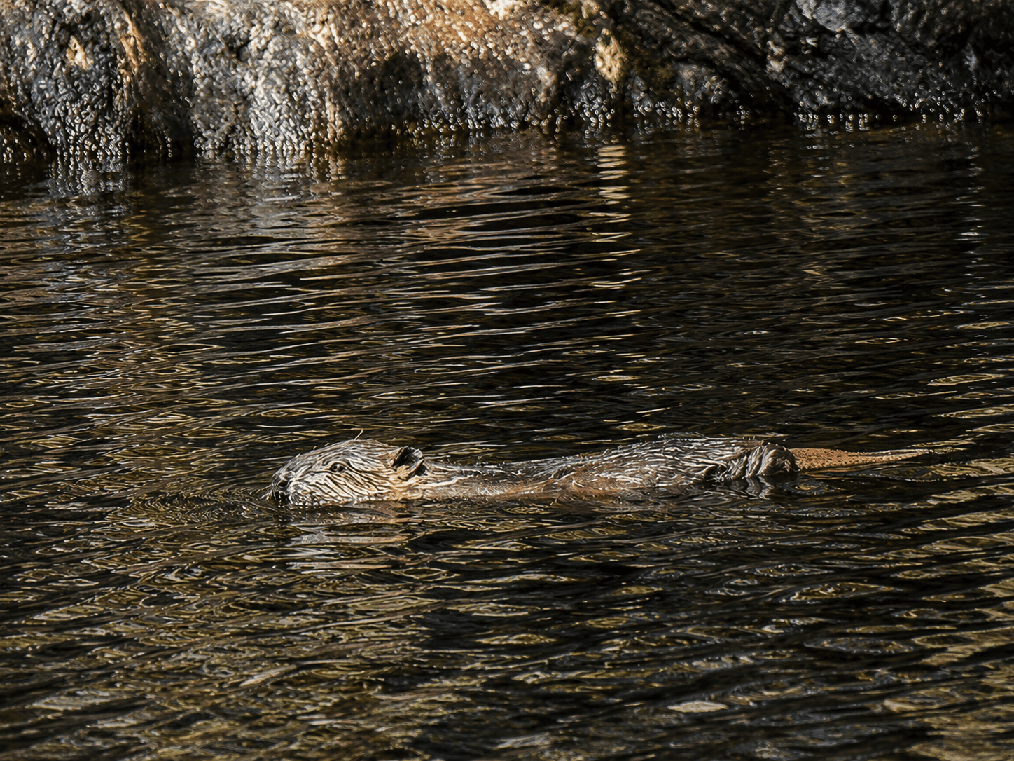 Beaver kit swimming at Glen Affrica. Credit Trees for Life